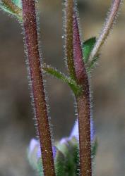 Veronica hookeriana. Inflorescence to show dense glandular hairs on calyx and pedicels. Scale = 1 mm.
 Image: P.J. Garnock-Jones © Te Papa CC-BY-NC 3.0 NZ